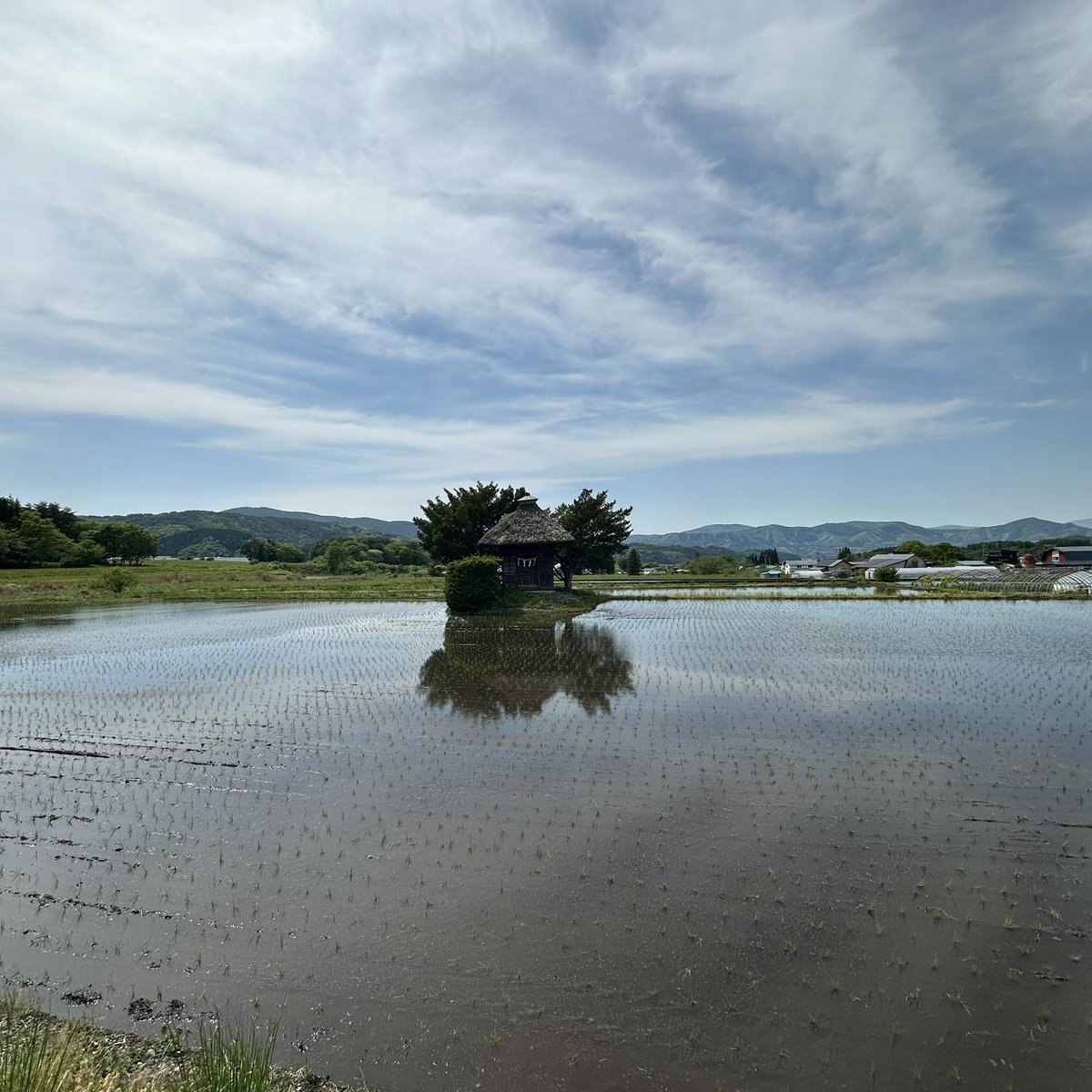 simoncpitt's tweet photo. A final, unforgettable view before hitting the road again: the lonely Aragami Shrine. This tiny, centuries-old thatched-roof shrine sits completely isolated on a small island in the middle of the flooded rice fields. #latergram #aragamishrine #tonocity #iwate #shrinesofjapan https://t.co/SlbdnbkXAW