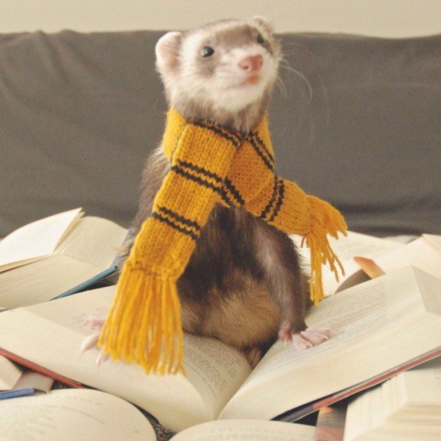 Ferret Every Hour tweet media