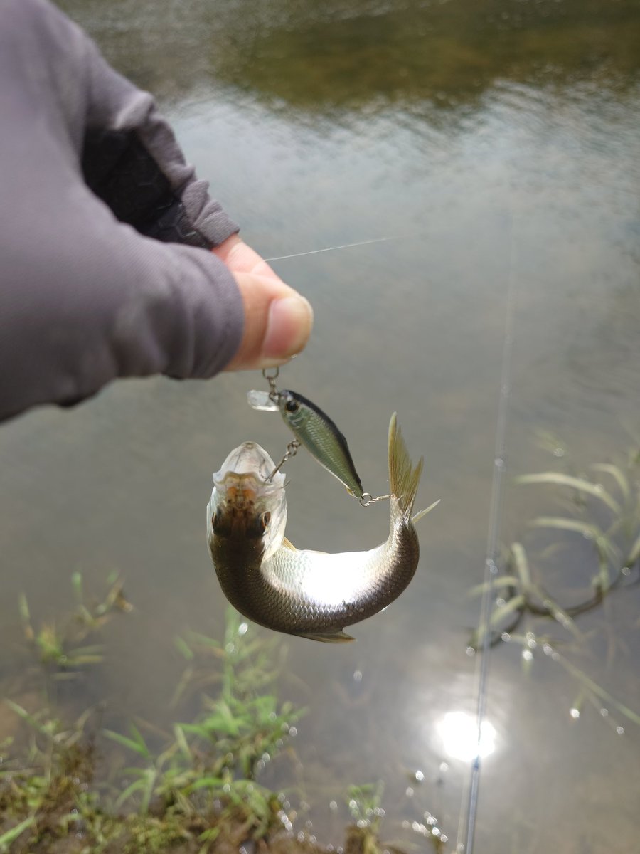 toshi009fishing's tweet photo. 久しぶりの三川ダムへ
ハス8
ナマズ3
バス… https://t.co/EHCnQthorh