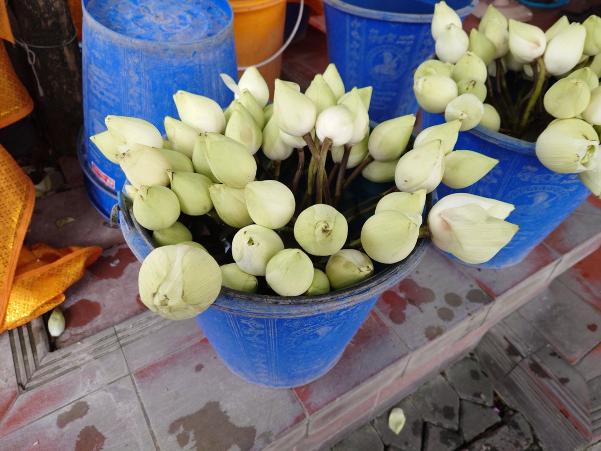 Meijin_Executor's tweet photo. タイではお供え物に蓮を使うって知って運命を感じた

だから、帰国して蓮ノ空の映画を観るぞい🪷
#映画蓮ノ空
#映画蓮ノ空みたよ
ムビチケだから実質 #映画蓮ノ空タダでみたよ https://t.co/Hmo93IWYls