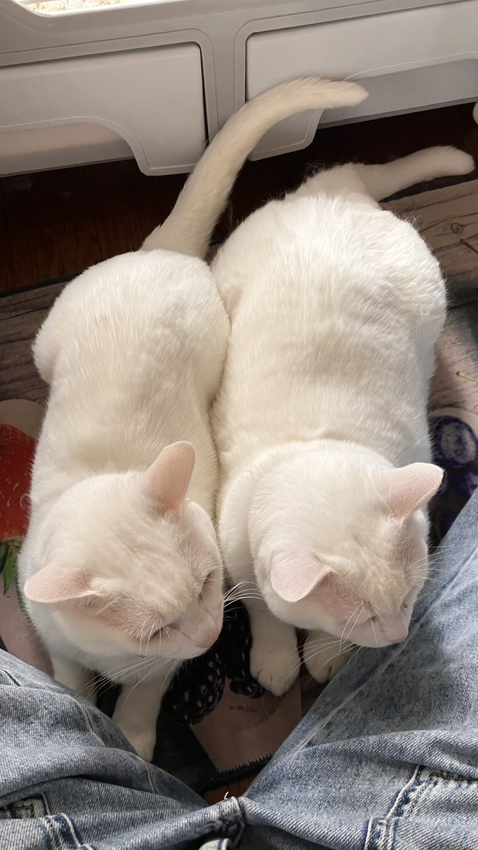 whitetellyuki's tweet photo. ※兄弟です

#猫好きさんと繋がりたい #猫好きな人と繋がりたい ＃猫のいる生活 ＃猫がいる幸せ ＃猫のいる暮らし #猫 #白猫 https://t.co/3ZrOyA7RQz