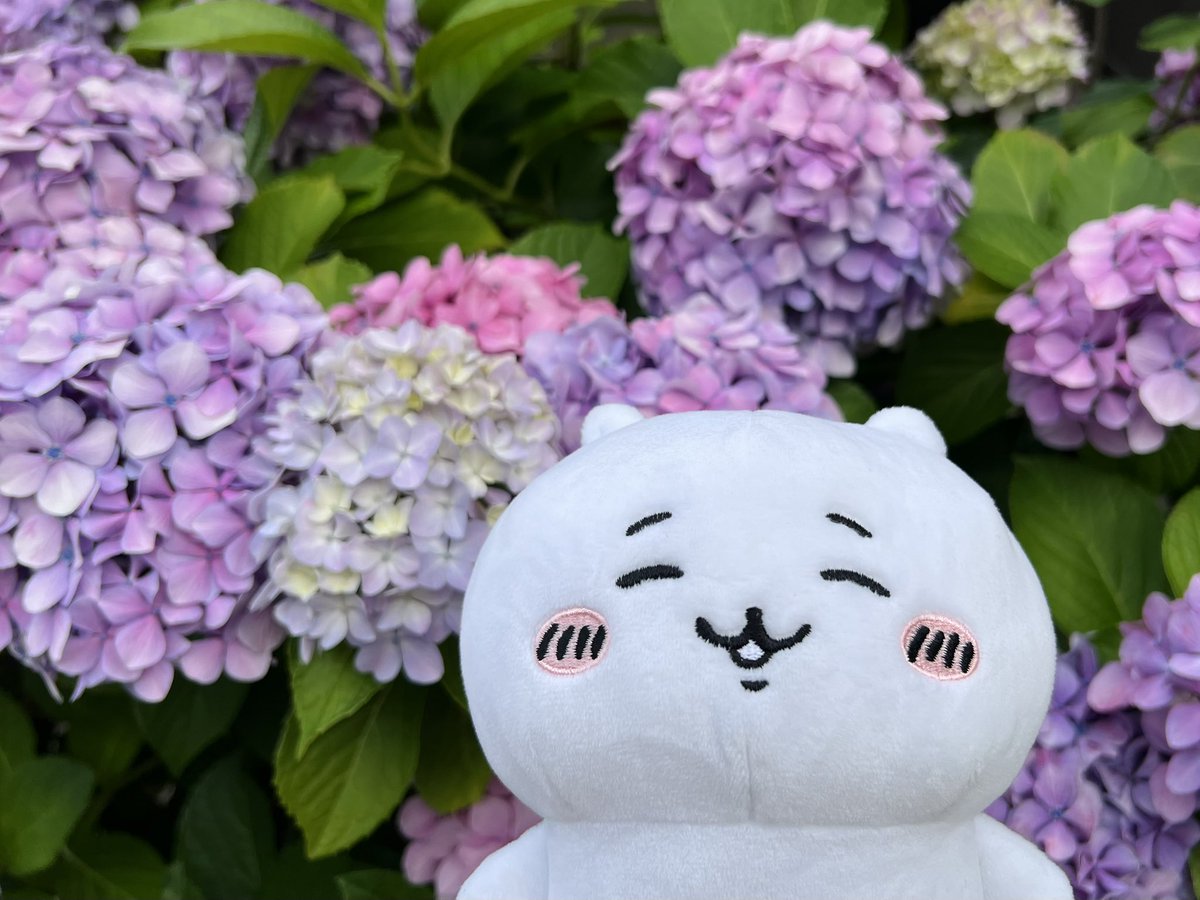 akiakiyo_h's tweet photo. ちいちゃんと紫陽花☺️💠✨ https://t.co/BY2BO3DtYJ
