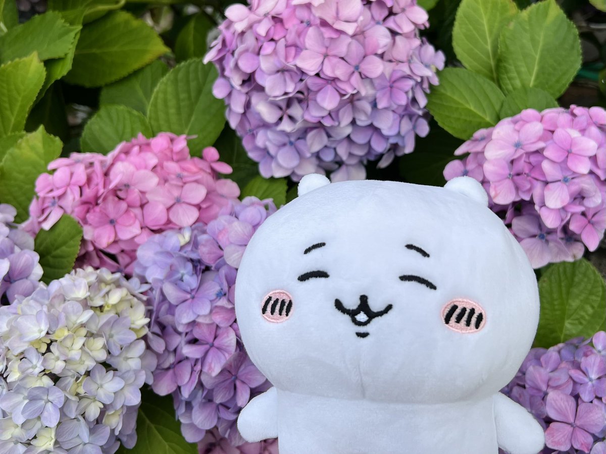 akiakiyo_h's tweet photo. ちいちゃんと紫陽花☺️💠✨ https://t.co/BY2BO3DtYJ