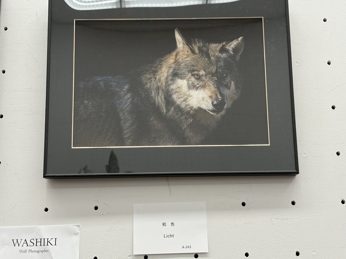 bd85g3's tweet photo. 昨日上野へ②
#ZEN展 撮影可でした📸
最初の2枚はWASIKI先生
@pray_for_wolves 
の狼写真の作品🐺✨
カヨランカッコいい！😳
やはり狼は美しいですね✨
動物や青い作品に目が行きがちでした😆 https://t.co/MkAhUU2p9B