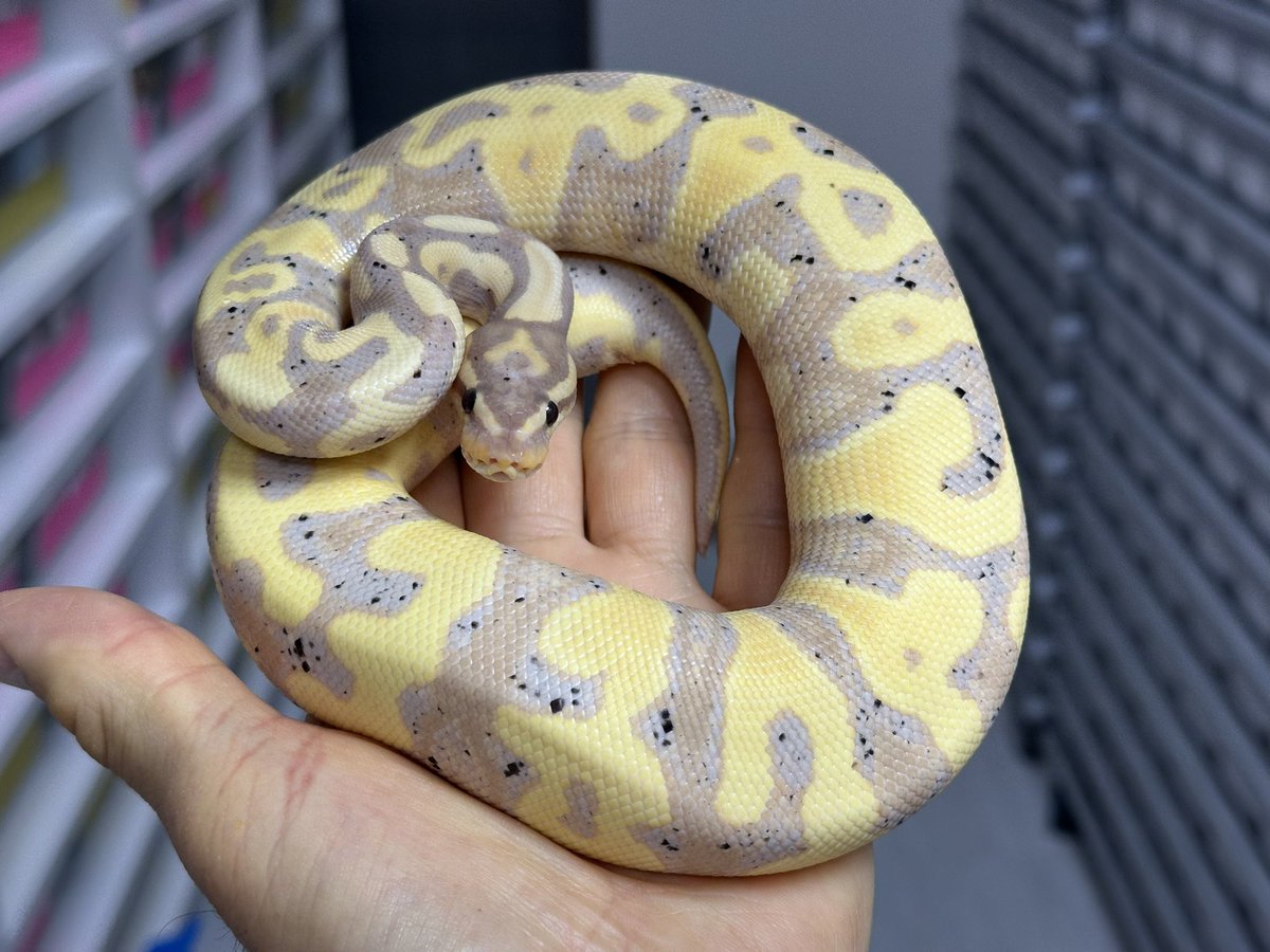violetbp1's tweet photo. キープ個体脱皮完了❗️
Banana Sugar Leopard DH VPi Axanthic Clown ♂
黄色と紫色のコントラスト、色合いが抜群

#ボールパイソン 
#Ballpython https://t.co/3UkEdGrMKx