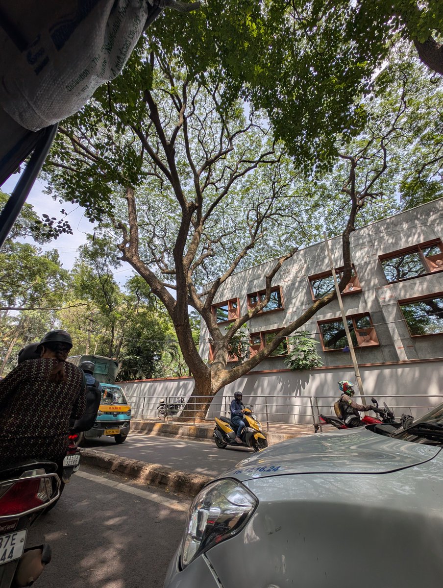 MegtripDixit's tweet photo. Been house hunting and the need to live in a place with access to Bangalore Rain Trees is VVV high! 

Might just start walking down roads with trees knocking on doors now. https://t.co/QQnkitVGAD