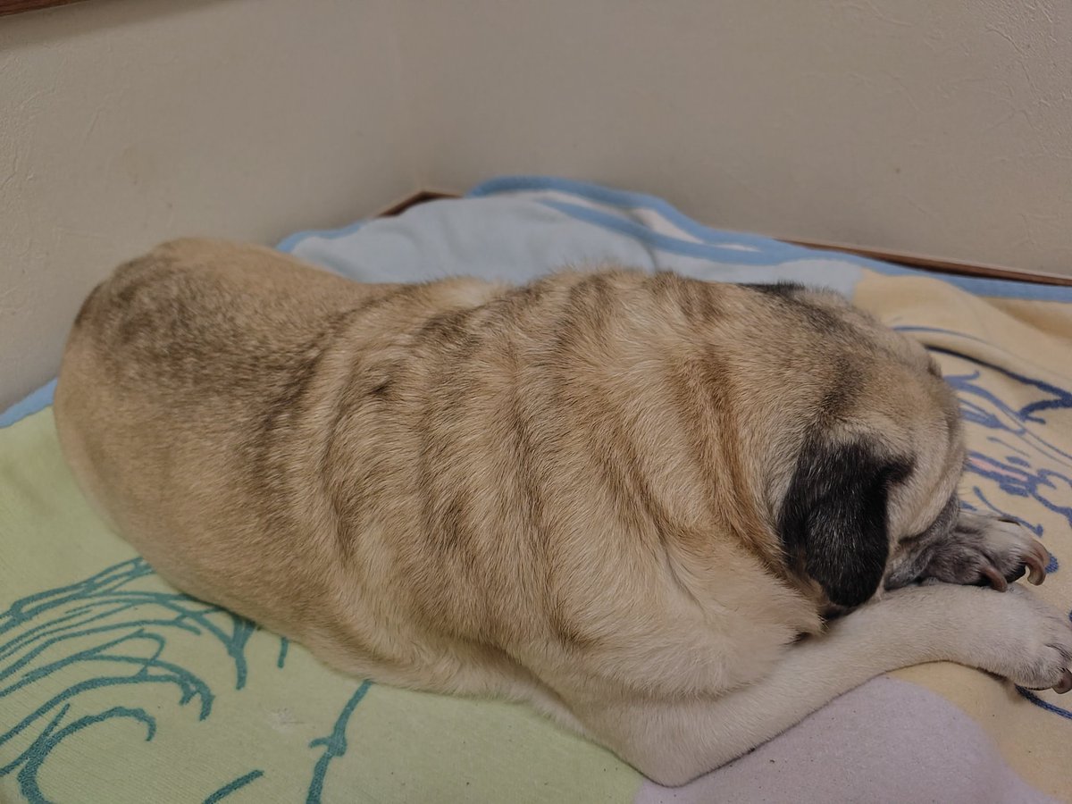 senryuyama's tweet photo. 🐶『モフモフパグなのだー👍🌟』

#モナカパグ #パグ #パグ犬 https://t.co/ZMo7eX6UDo