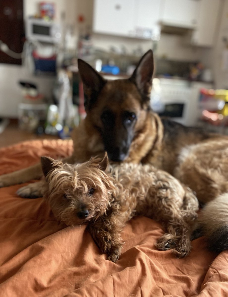 silviasaiz_1714's tweet photo. La Gresca (pastora alemanya) va estar criada per pel Pitu (Yorky) i d’adulta ha criar al Xeteo (yorky) #Cicles https://t.co/7CxxHs5viE
