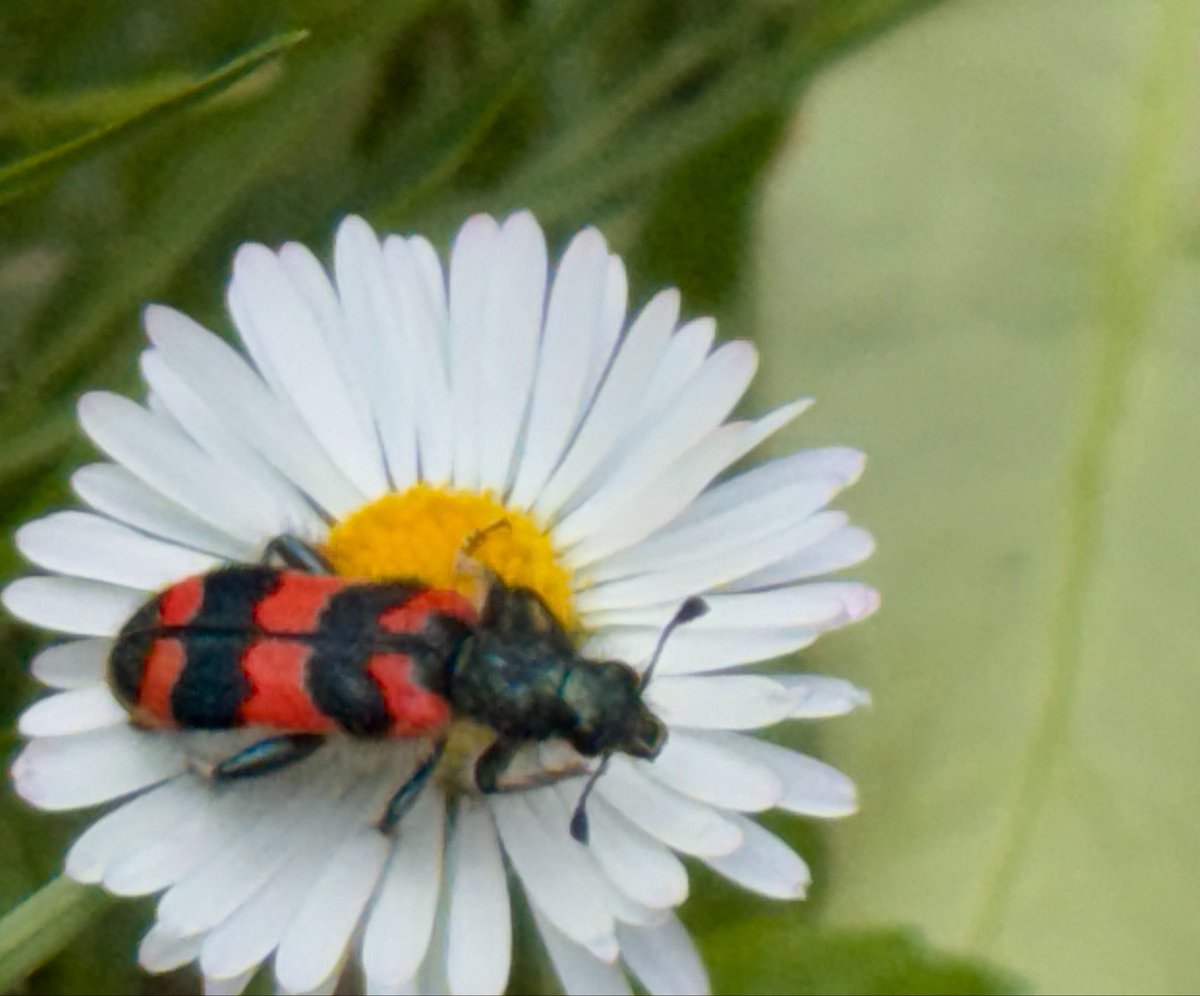 NorwaySkandin's tweet photo. 1/ #insects #Insekt #Käfer #nature #Natur #Garten #garden #summer #Sommer

Heute saß ein Zottiger #Bienenkäfer, #Trichodes alvearius, auf einer Blüte von Gänseblümchen, #Bellis. https://t.co/RJlSv35jGV