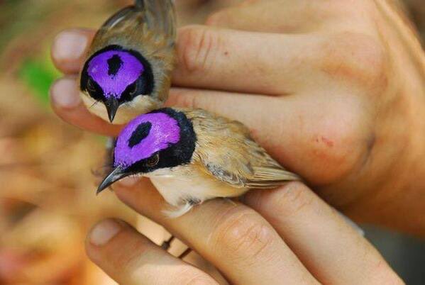 Weird_AnimaIs's tweet photo. The purple-crowned fairy wren.

(Photo Marc Gardner) https://t.co/wEXFXQLc9s
