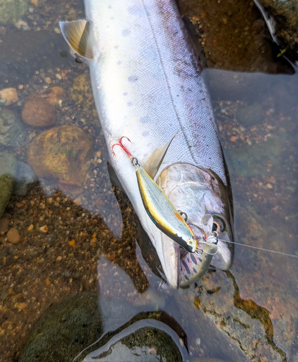 morimoritorauto's tweet photo. やらせじゃないです笑
結束ミスで魚かかった瞬間にルアー持ってかれて、5メートル下流で同じ魚が喰ってきた。
アメダマシステ厶でルアー回収出来ました笑。しかも良型ヤマメ！ https://t.co/0wwA9ztA5c