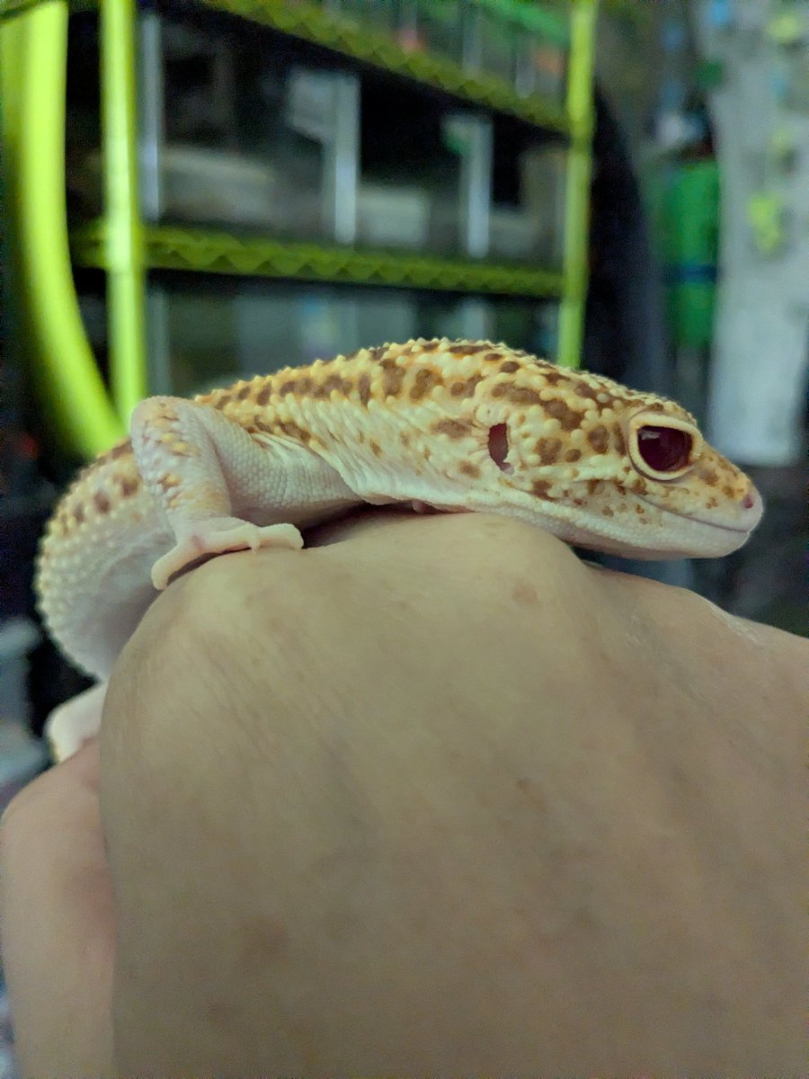 madrigaleopa's tweet photo. スノーホワイトナイト♂♀
少し黄色みが出てる仔を大特価で追加しました。
さっき間違えて全部♀の写真だったのでオスとレーダーとエニグマ。
https://t.co/yz2Jal9Tlg https://t.co/fMWrOYP3fA