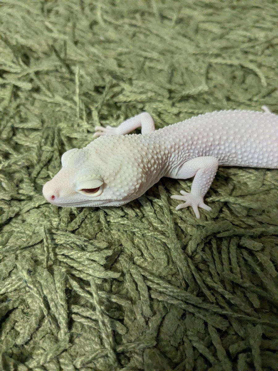 madrigaleopa's tweet photo. スノーホワイトナイト♂♀
少し黄色みが出てる仔を大特価で追加しました。
あと、レーダーとスノーレーダーとエニグマ系がピックアップになってます。
https://t.co/TupS1cPELE https://t.co/jIoNl2Kdpv