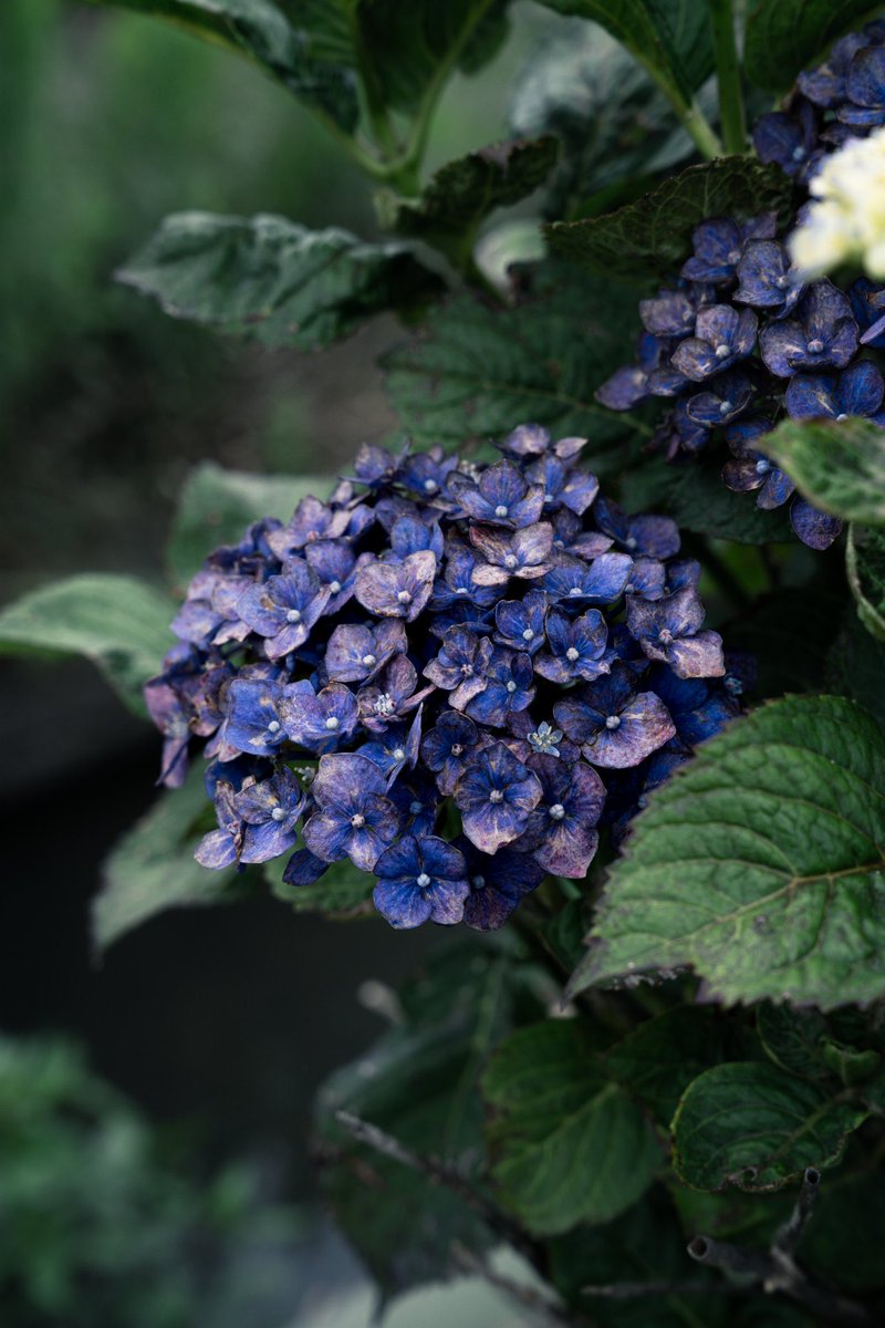 GSX___GOD__'s tweet photo. 紫陽花 https://t.co/IkZ9VOsUXv