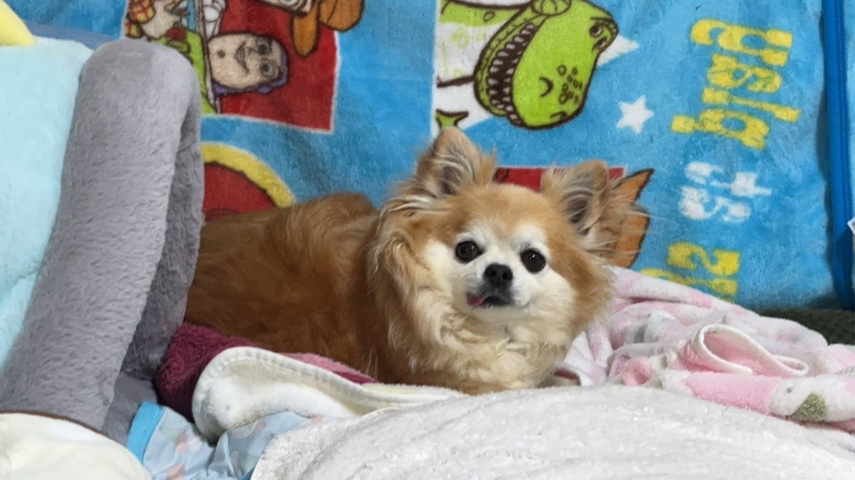 チビちゃん✨️🎶