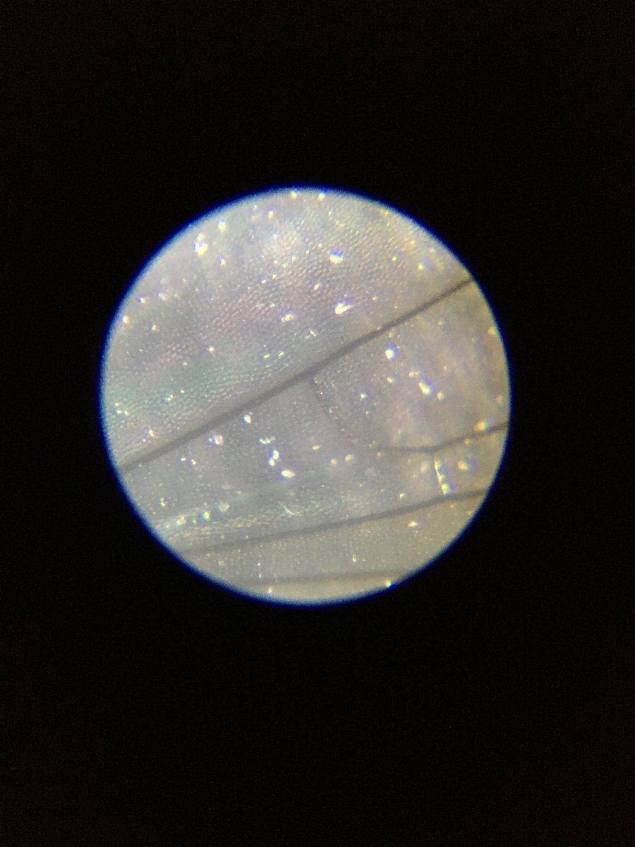 ShineyShadow's tweet photo. Fly
Microscope magic https://t.co/OlBMPMrDDK