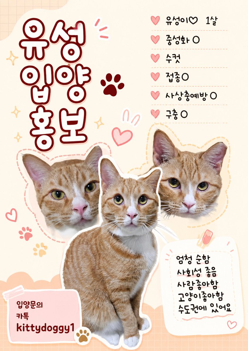 whowantsmycat's tweet photo. 입양전제임보
장기임보
입양처 모두 찾아요 https://t.co/tPPDCWQWDi