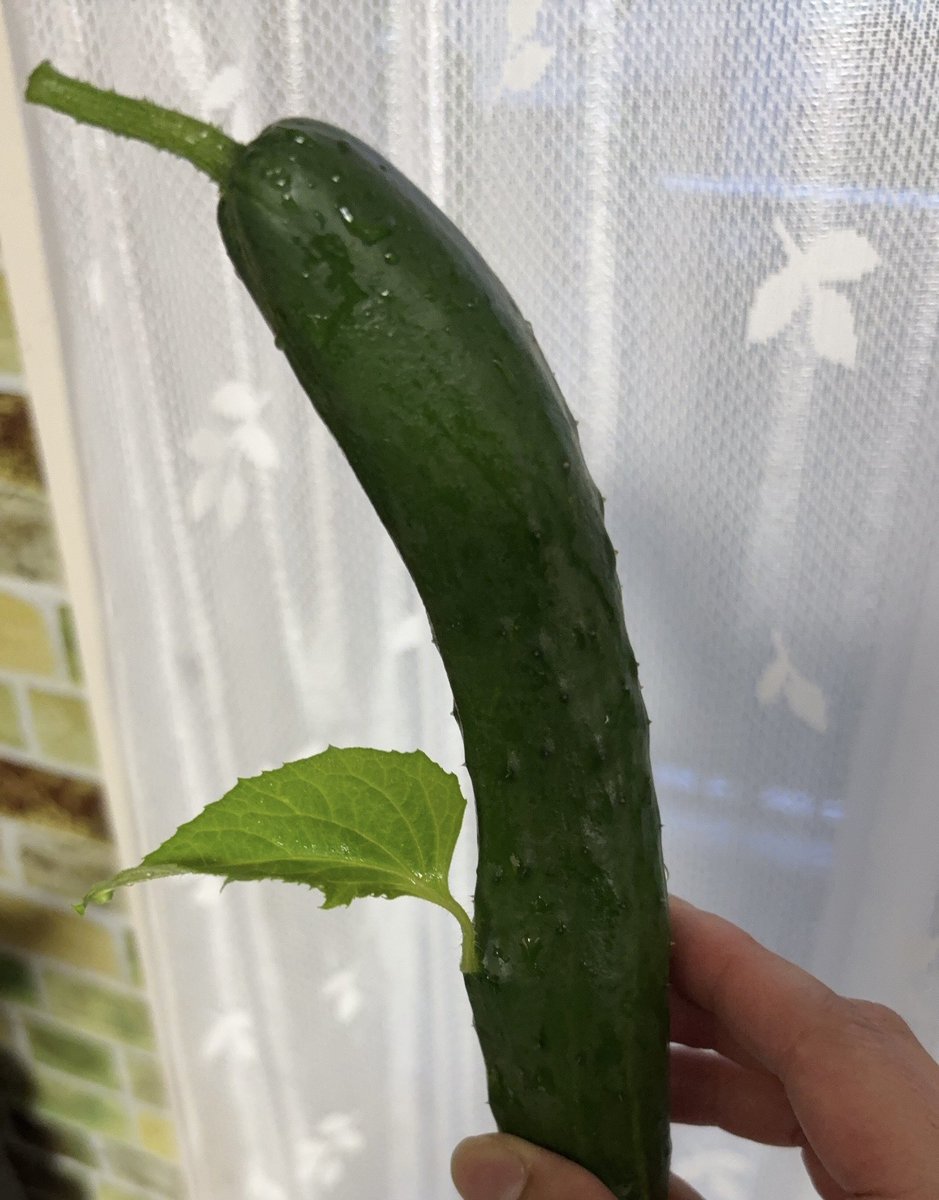 raorion00's tweet photo. あの…プランターで育てたキュウリから葉っぱ生えたんですがwww農家の人ぉ👨‍🌾なんでえー(笑) https://t.co/ojlx1aWPHA