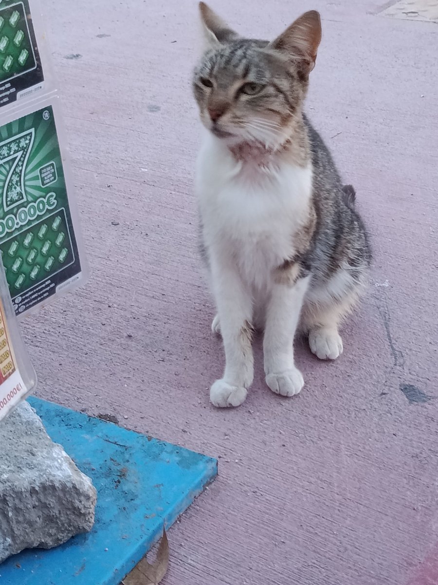 Elefthe49269299's tweet photo. Η γατούλα με τα δαγκώματα στο λαιμό.Ειχε εξαφανιστεί μέρες κ γύρισε έτσι.Την κυνηγούν τα αρσενικά κ δε μπορεί ούτε να φάει.Αν μπει στο κλουβακι για να φάει θα τη πάω στο κτηνίατρο να τη δει κ να τη στειρωσει. Είναι πολύ γλυκιά κ.ομορφη.Αν ενδιαφέρεται κάποιος👇🏻 https://t.co/x8rqAhfmdg