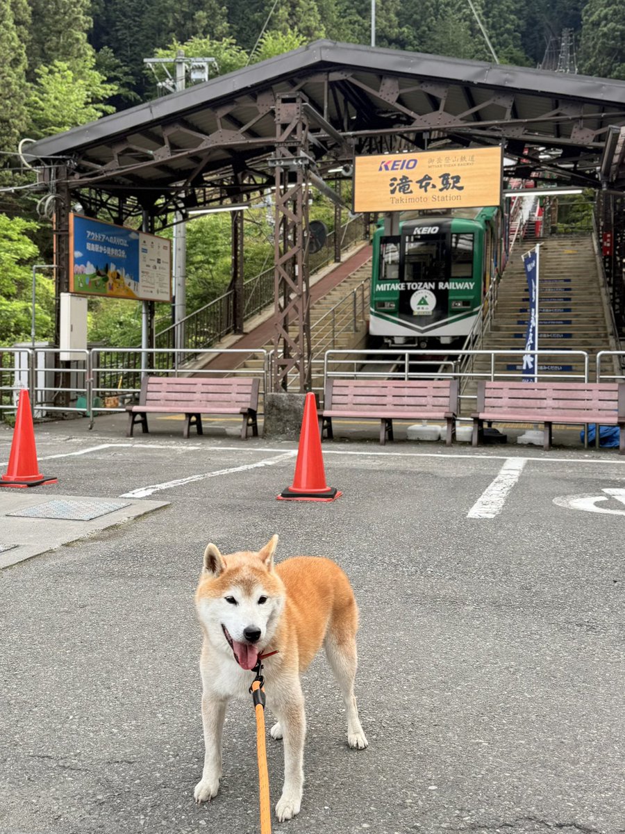 spitz__dog's tweet photo. イッヌと東京に来ました🤤 https://t.co/boXYfTFbE0
