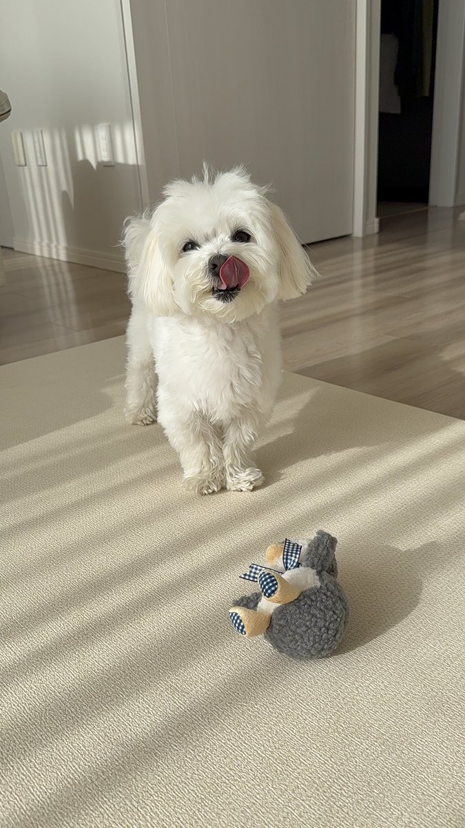 hokke_maltese's tweet photo. 【ペンギンさんギンガムチェックリボンぬいぐるみ】🐧💙
かわいすぎる🤍
またお気に入りのおもちゃが増えたね🐻❄️✨
#pr #moncheri #モンシェリ https://t.co/TE9htFZwta