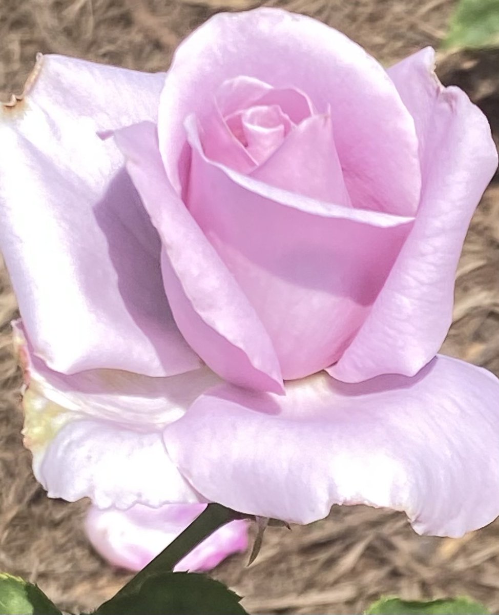 VBMGA's tweet photo. A lovely bloom for #RoseWednesday today. May your day be as beautiful as the petals unfolding in this pic! #Flowers #GardeningX https://t.co/WgzzO32e1J