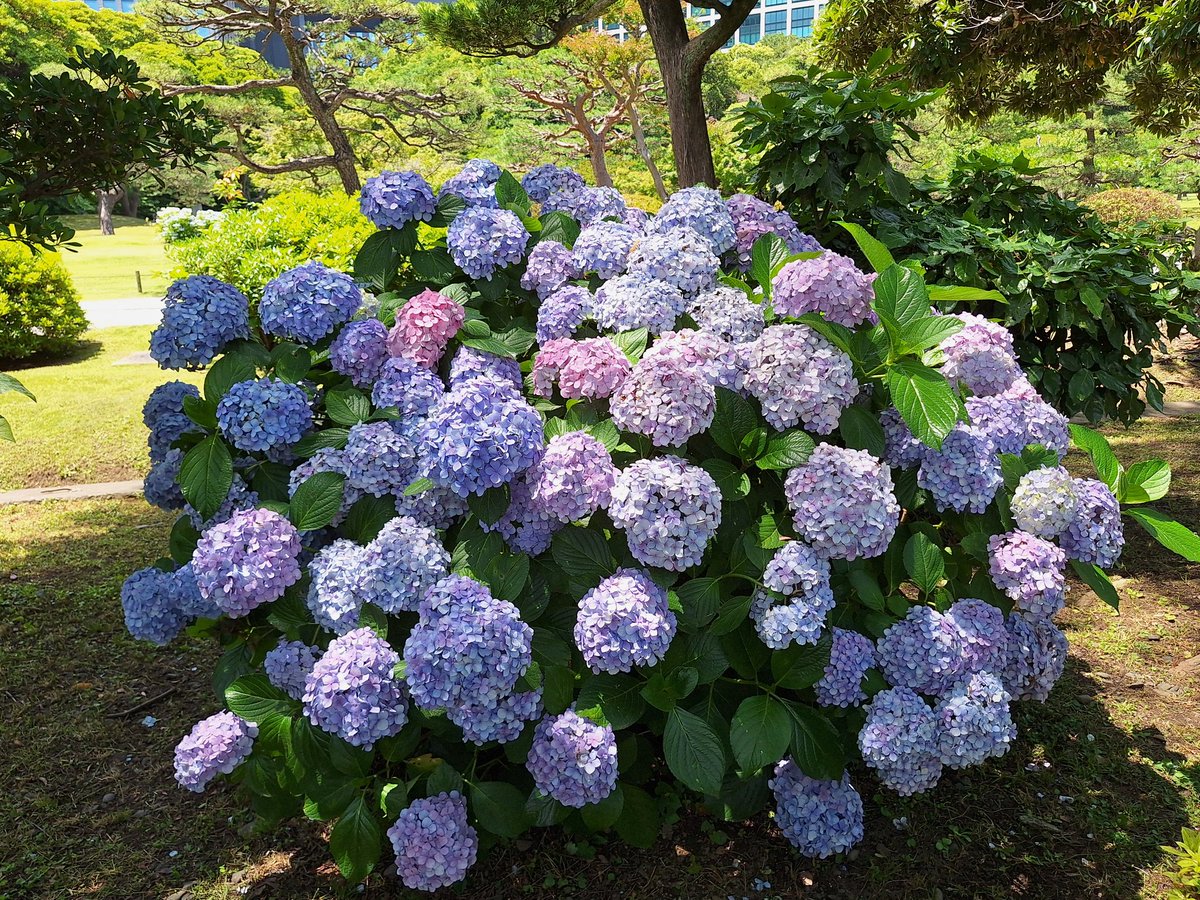 wohoeng's tweet photo. 快晴☀️の浜離宮恩賜庭園🏞️
高層ビルに囲まれた、都会の広い庭園でした。紫陽花があちこち綺麗に咲いていました✨️ https://t.co/GgcGQeJgy0
