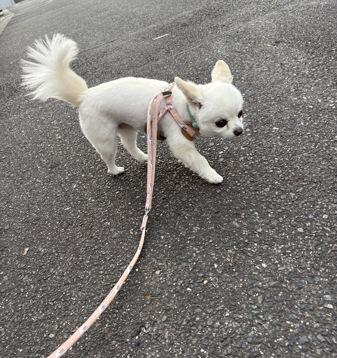 _kota0418's tweet photo. お散歩🐾
丸刈りだけど、尻尾はフサフサ伸ばし中🐶
#犬のいる幸せ　#チワワ
#初代親バカ倶楽部　#チワワ党 https://t.co/GSZEqhKkdL