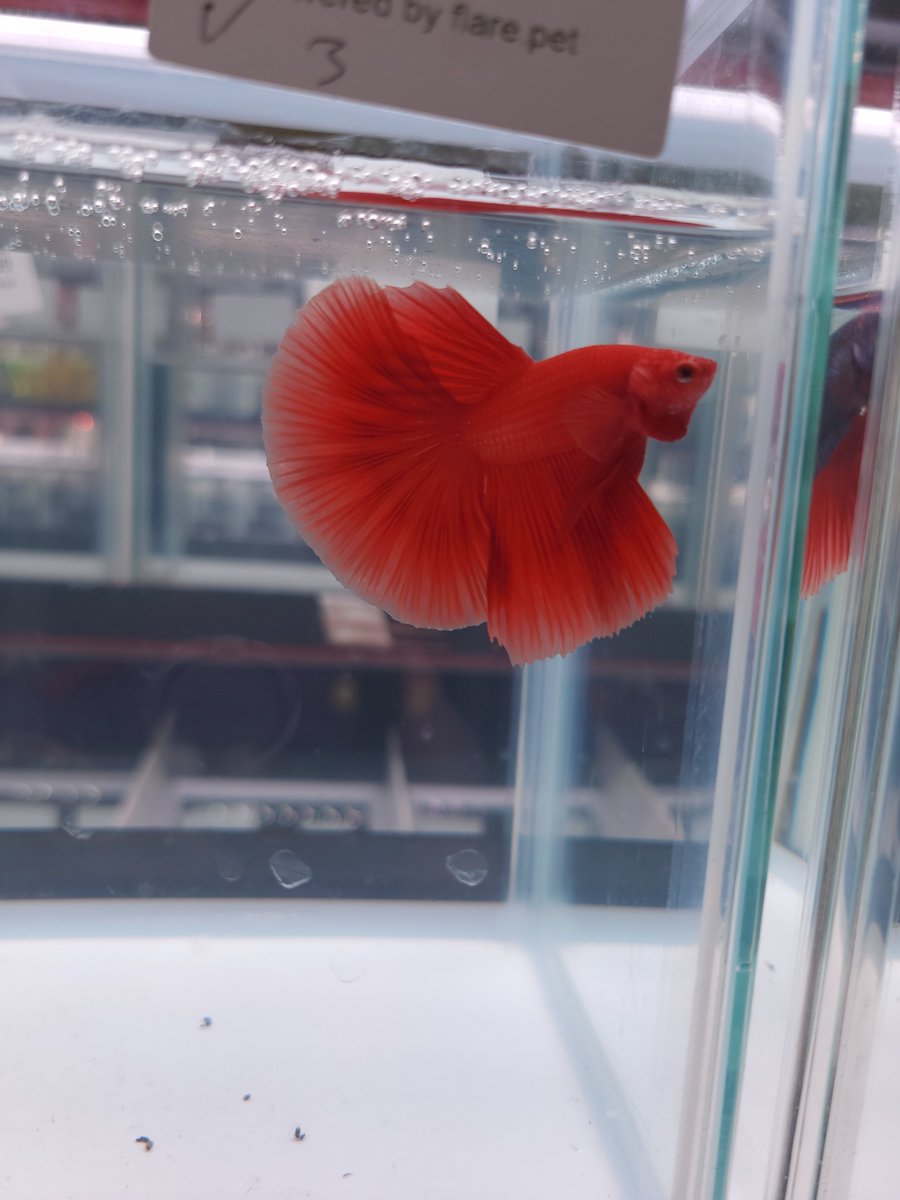 milujetebetta's tweet photo. Nusatic Betta contest 2026
in Jakarta
3152匹出陳のうちほんの一部🐠 https://t.co/avhn4bZCx7