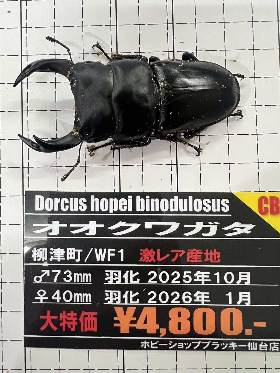 野外品/特大 希少産地オオクワガタ宮城県採集♂69㎜ 激レア産地のオオクワガタが入荷！ ブラッキーでは初入荷です。 しかも