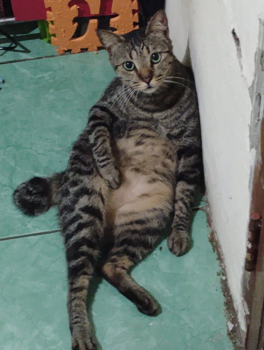 JJSmllCats's tweet photo. @accmawwin @tanyakanrl walau dia gilaa tapi dia nafkahin aku kaka 🐱 https://t.co/P2ylx9ACgO