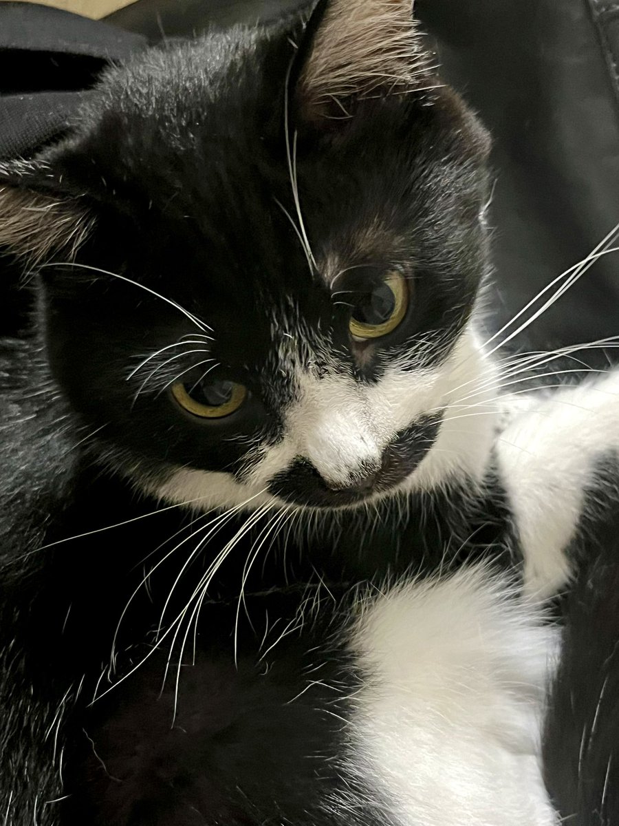 sousaism's tweet photo. 聞き分けが良さそう
（聞き分けが良いとは言ってない）
#猫のいる生活 https://t.co/ZXWTHHXH8B