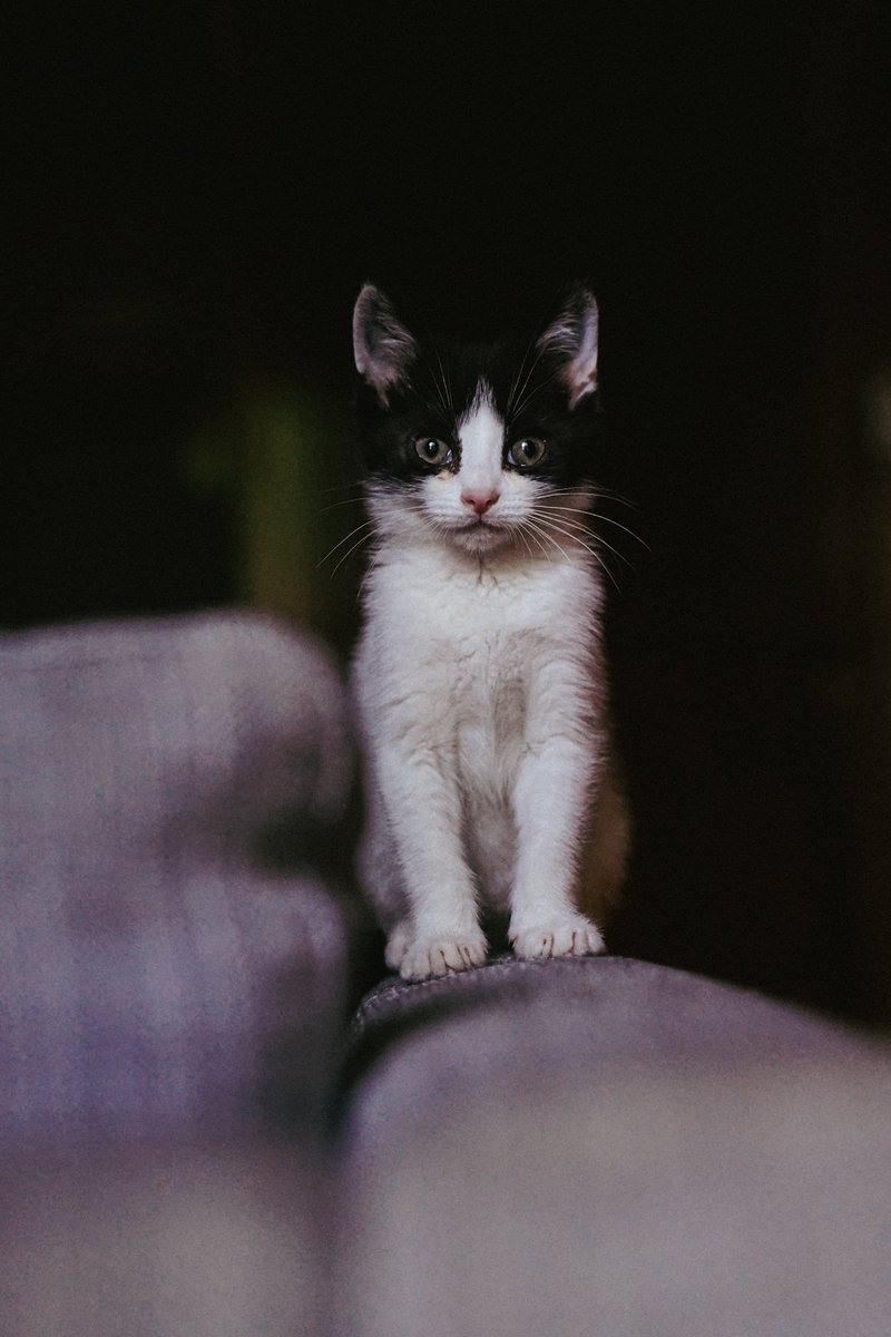 saturdayboxes's tweet photo. @sondering__ RIP Cooper. Total sweetheart and natural born cuddler. So good that I named him after the most wholesome fictional character I could think of that also wore black and white, Special Agent Dale Cooper. https://t.co/iK3WLcmg0d