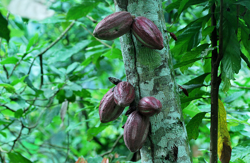 agridigitale1's tweet photo. Une mesure prise par le #Ghana sur les prix du #cacao fait débat  https://t.co/Ke88HOpckk https://t.co/5vAqUkqJ4v