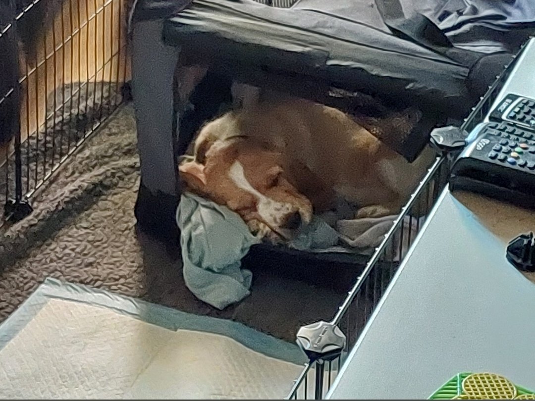 Cerberinu 🐶🍧 Cerberbus/Shiba doggorinu tweet media
