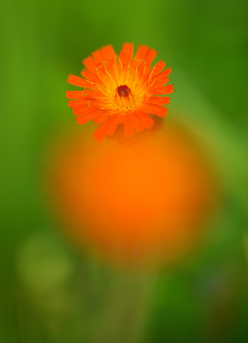 mashukoice's tweet photo. 我が家の庭もいろんな花が咲く時期となりました🌷
最近はコウリンタンポポが多めに咲いています
特に植えてはいないんですが https://t.co/TrZhEu1HH5