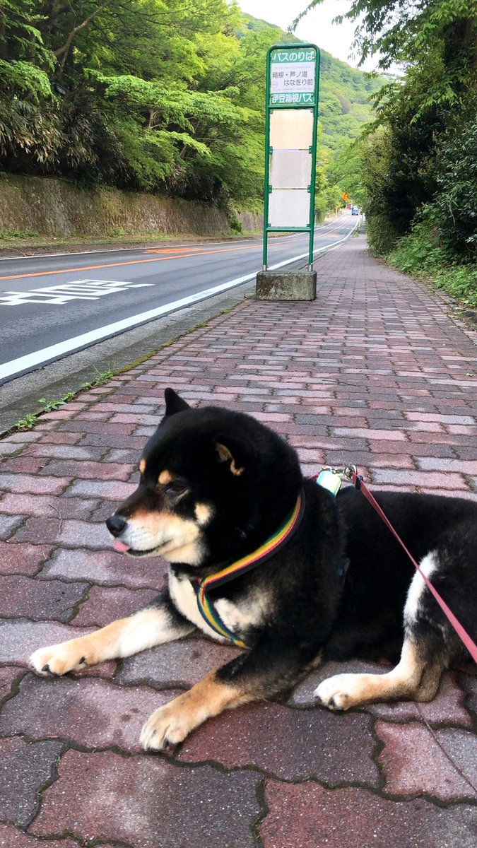 VoicesEd's tweet photo. 今日は市役所で転居手続きできたー！話せてなかった彼とも話したー！うれしいー！でも単純につかれてーるー！
土曜日参観までがんばれわたしー！ https://t.co/r5H6PnAmup