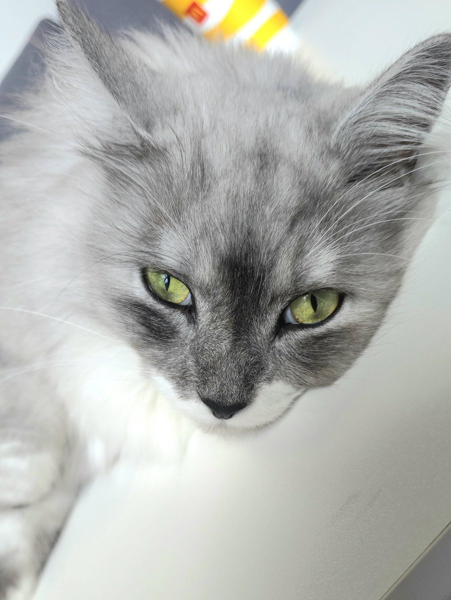 🐾らんまる🐾マロ眉サイベリアン (@1224_ranmaru_jp) / Posts / X