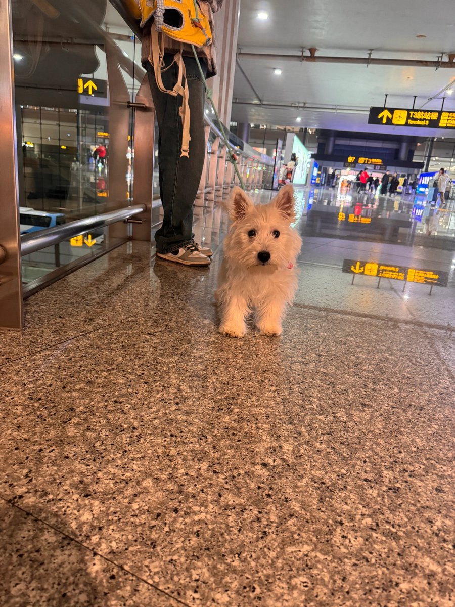CastetsPriscil1's tweet photo. Nothing beats coming home to a wagging tail and a pair of eager eyes waiting just for you https://t.co/iHRlKbgJTO