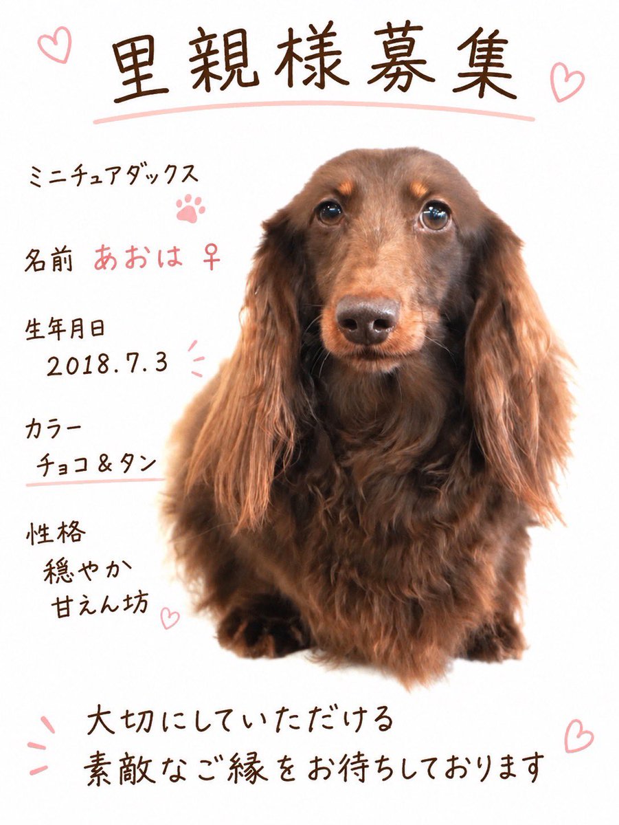 BERUZEDACHS's tweet photo. 引退犬🐶
パパ犬、ママ犬を卒業した子達の里親さんを募集しております。
気になる子がいましたらお問い合わせください。

https://t.co/WJ45aO1qpR https://t.co/pgkpIrb8NU