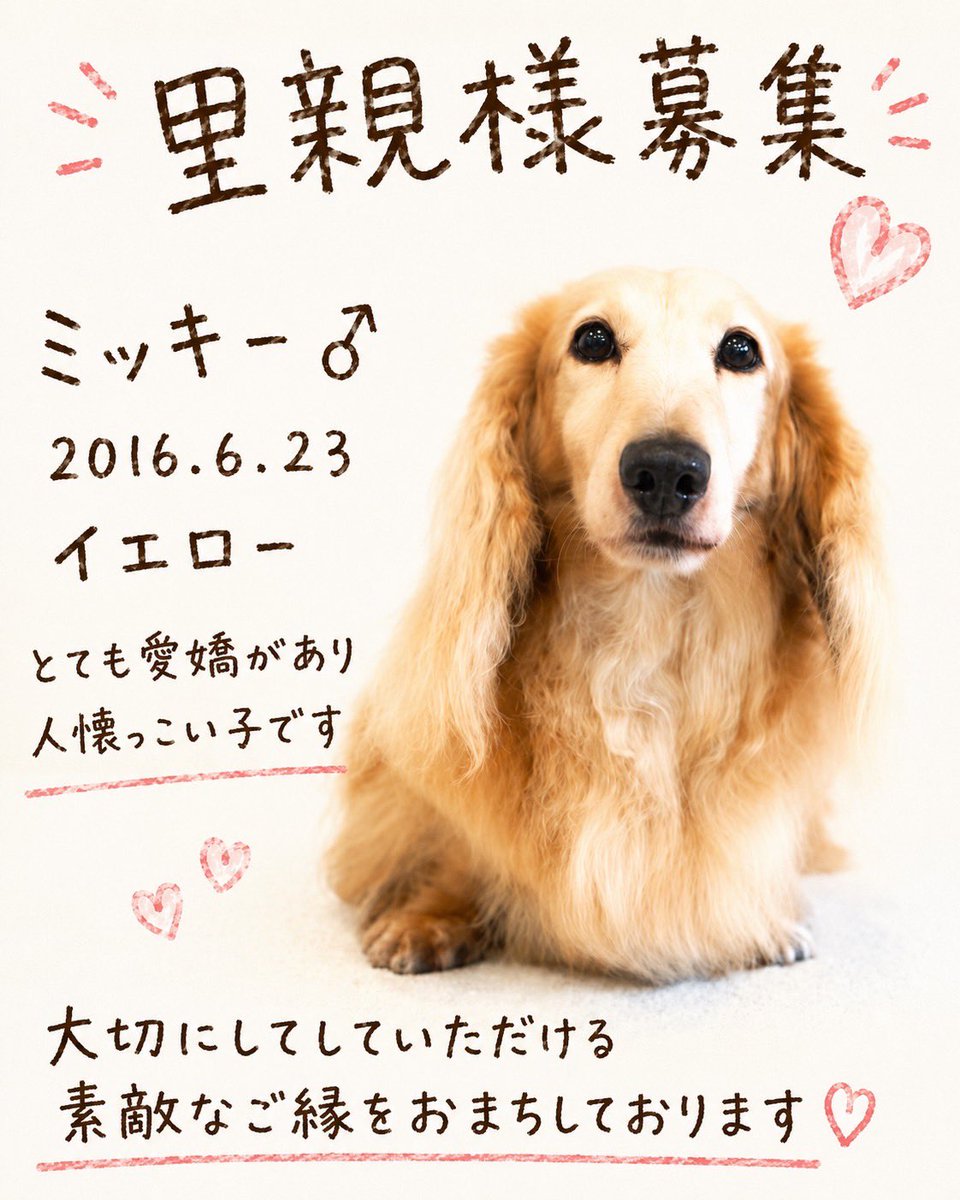 BERUZEDACHS's tweet photo. 引退犬🐶
パパ犬、ママ犬を卒業した子達の里親さんを募集しております。
気になる子がいましたらお問い合わせください。

https://t.co/WJ45aO1qpR https://t.co/pgkpIrb8NU
