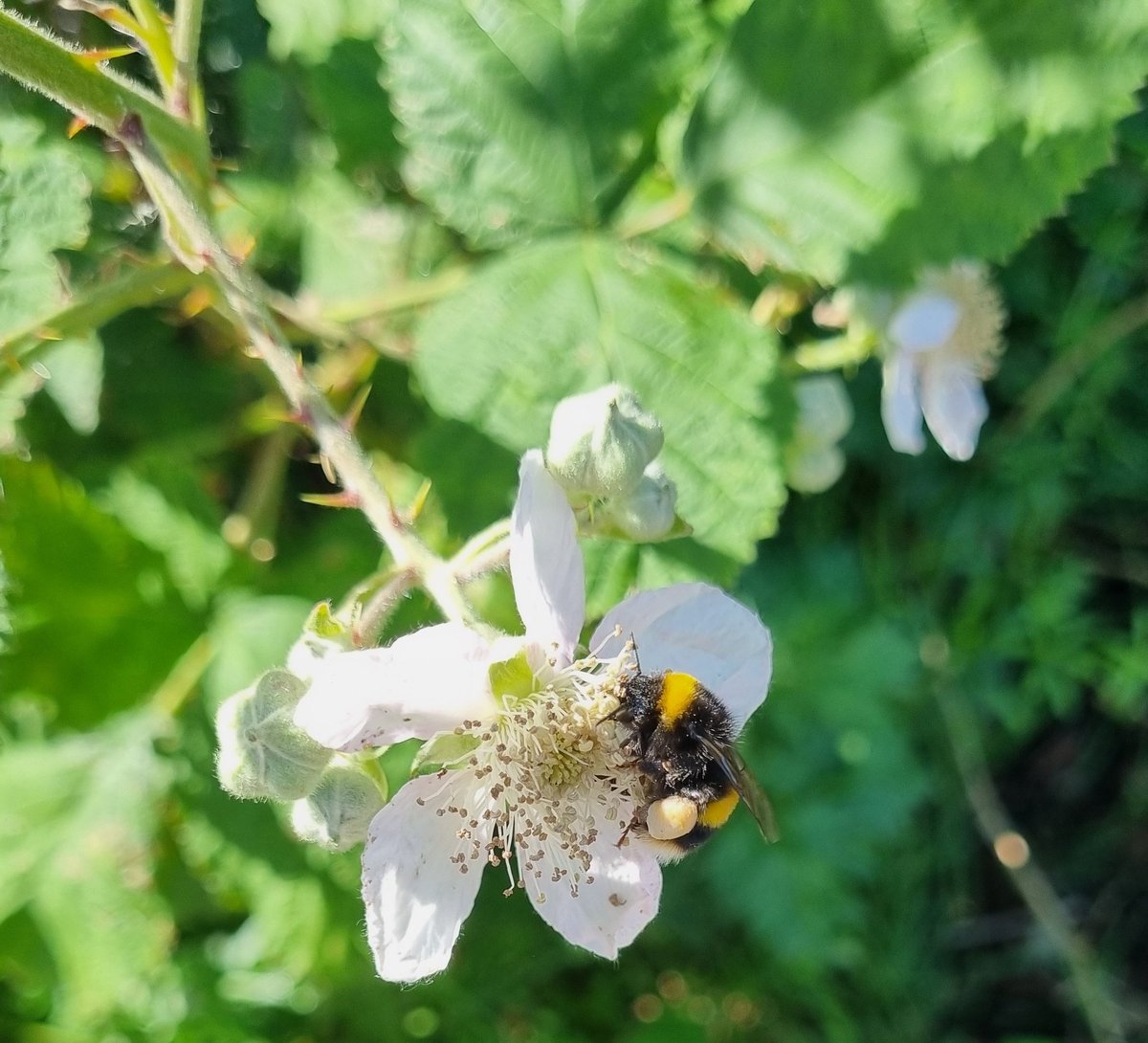 MerielGJones's tweet photo. #WildWebsWednesday Bumblebee with so much pollen on a blackberry flower,  in sunshine. https://t.co/bDY3M3bY6p