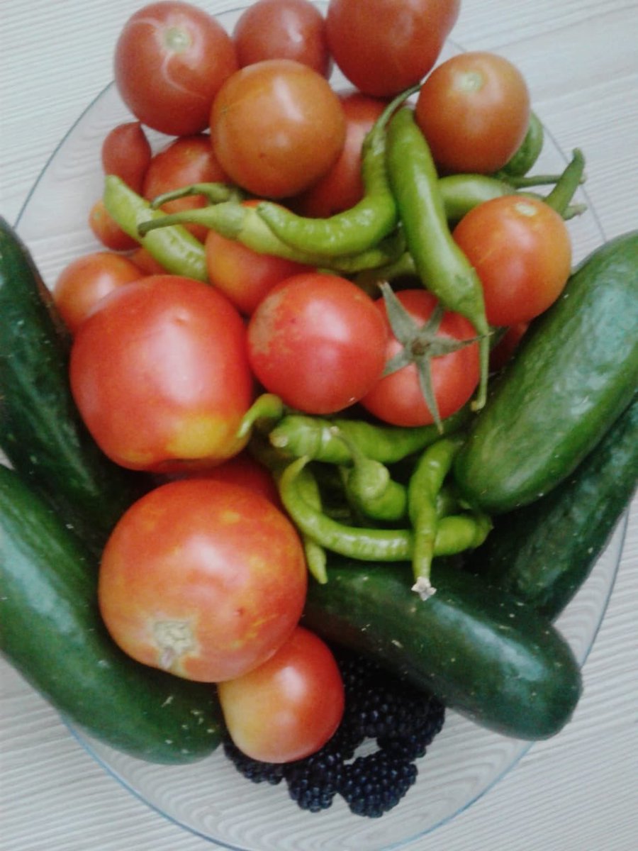 dogaltar_m's tweet photo. Sebze ve meyve adı altında satılan kimyasallardan tüketmek istemiyorsan, kendi sebzeni kendin yetiştir. 

#DomatesYe #doğaltarım #sağlıklıüretim #pazar #cumartesi #sebze #meyve #organik #Canlı #GeleceğinTarımı #tarla #tarım #GıdanıKoru https://t.co/R5raaFMTRe