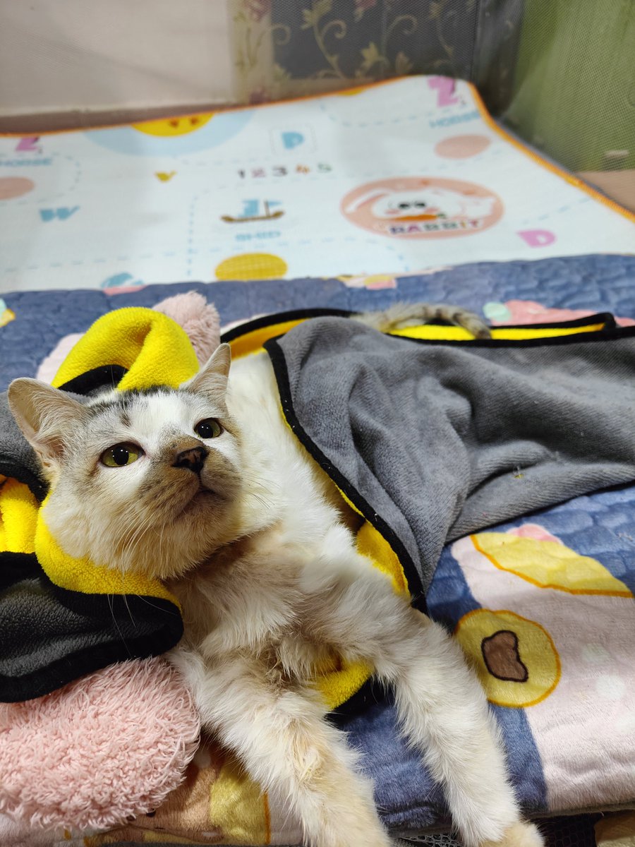 ninashakirax's tweet photo. Roy on the daily VS Roy knowing he got featured on WELOVECATSANDKITTENS 🤣 https://t.co/Gk39T43uET