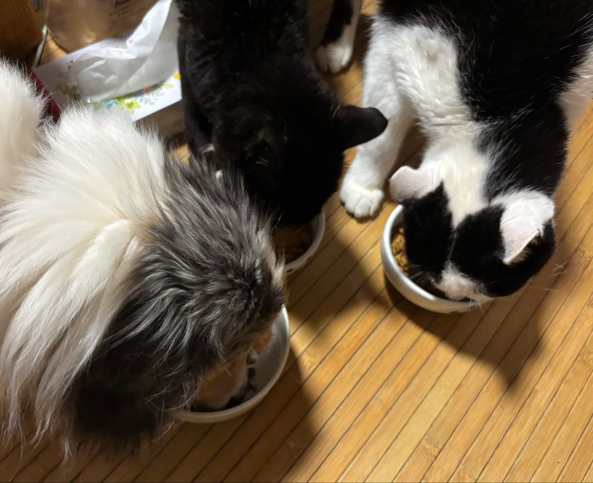 kazuigatari's tweet photo. ごはんですよー https://t.co/ihCXivkP2R