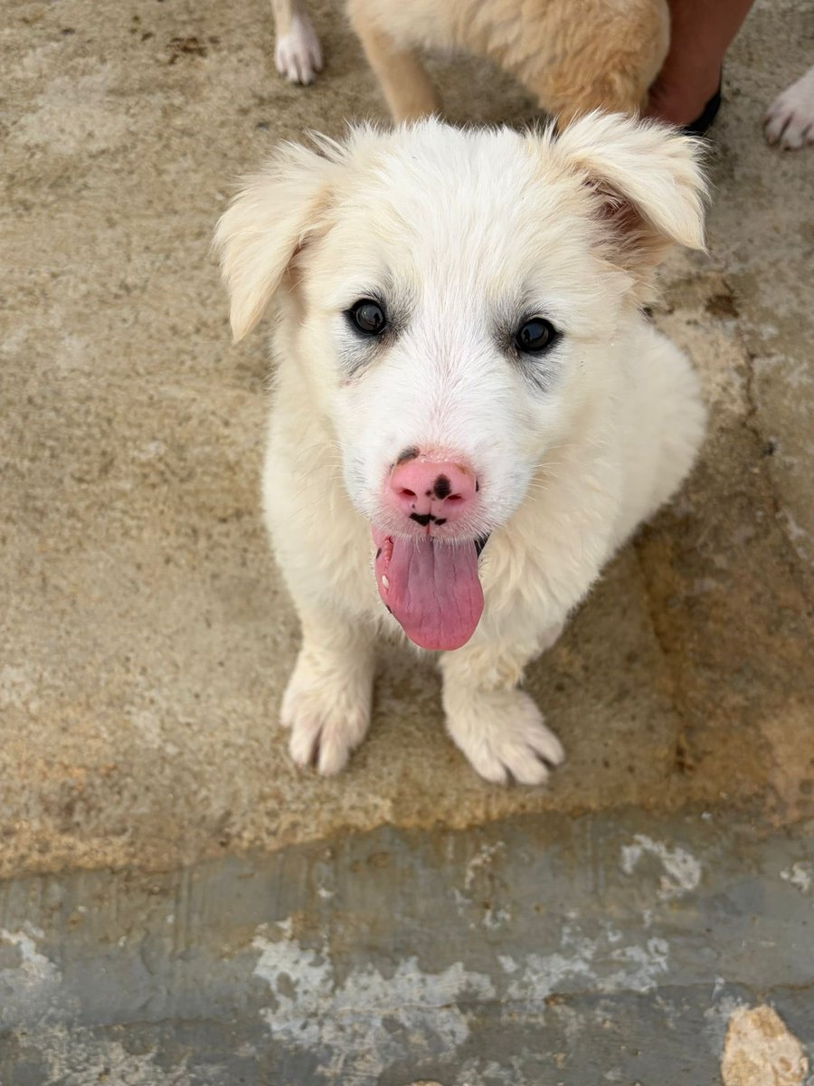 ohanarifugio's tweet photo. 🐶🎀 PINK CERCA CASA CON URGENZA 🎀🐶

⭕ Info: PER FAVORE NON CHIAMARE. ESCLUSIVAMENTE SE REALMENTE INTERESSATI via Whatsapp al +39 327 760 7352

🚼 Data di nascita: due mesi e mezzo
📏 Taglia: media (25-28 kg)

Santa Margherita di Belice (AG) https://t.co/qGyLTTlEsQ