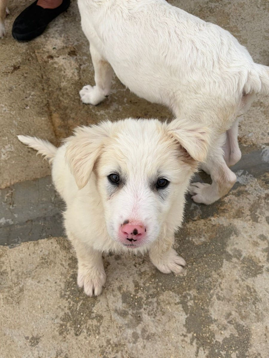 ohanarifugio's tweet photo. 🐶🎀 PINK CERCA CASA CON URGENZA 🎀🐶

⭕ Info: PER FAVORE NON CHIAMARE. ESCLUSIVAMENTE SE REALMENTE INTERESSATI via Whatsapp al +39 327 760 7352

🚼 Data di nascita: due mesi e mezzo
📏 Taglia: media (25-28 kg)

Santa Margherita di Belice (AG) https://t.co/qGyLTTlEsQ