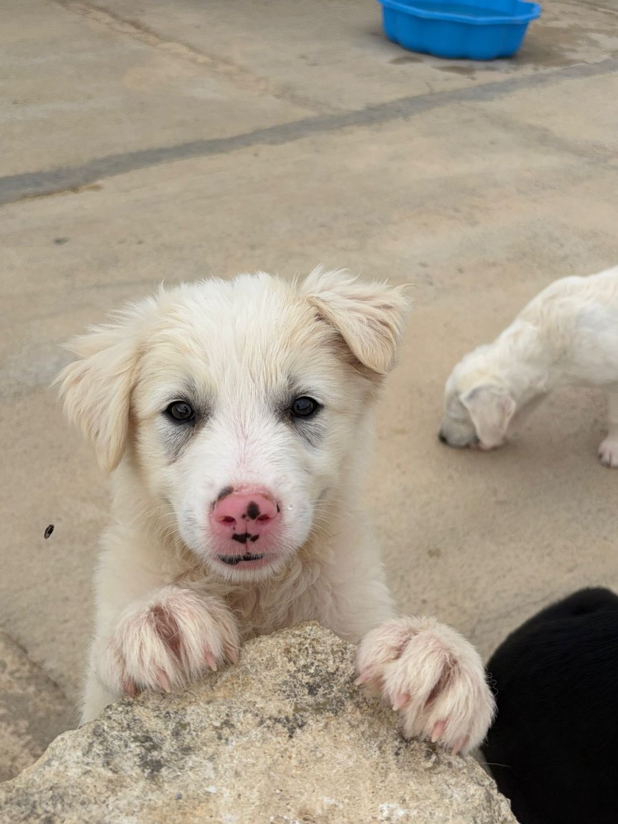 ohanarifugio's tweet photo. 🐶🎀 PINK CERCA CASA CON URGENZA 🎀🐶

⭕ Info: PER FAVORE NON CHIAMARE. ESCLUSIVAMENTE SE REALMENTE INTERESSATI via Whatsapp al +39 327 760 7352

🚼 Data di nascita: due mesi e mezzo
📏 Taglia: media (25-28 kg)

Santa Margherita di Belice (AG) https://t.co/qGyLTTlEsQ