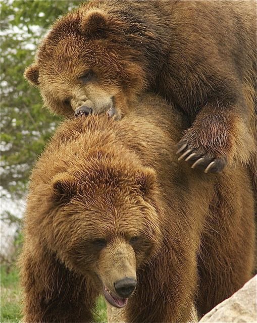 Animalking365's tweet photo. You like this couple answers in comments? https://t.co/Vl5rIdCQ3R