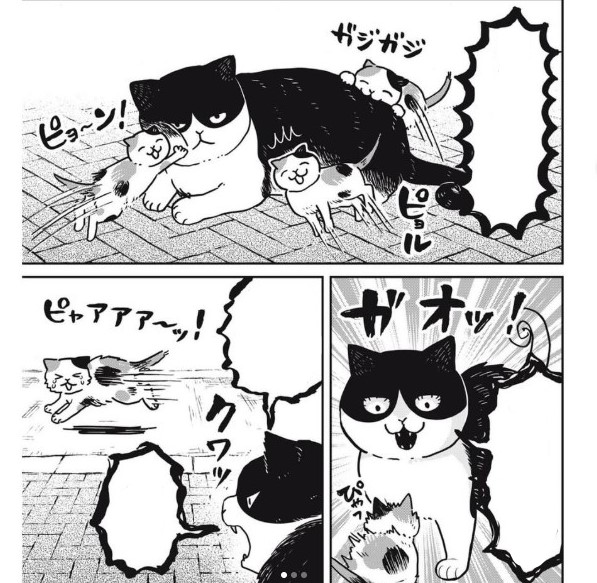 UnsureDisaster's tweet photo. Obra donde Ries, donde te agobias, donde aprendes mucho sobre la vida de los gatos en la calle.

La conexión que hay entre hachi y maruru en cada tomo, es el corazón de este manga en cada tomo solo quieres saber más y más. 

Si te gustan los michis no puede faltarte! https://t.co/XkyDvjiEsM